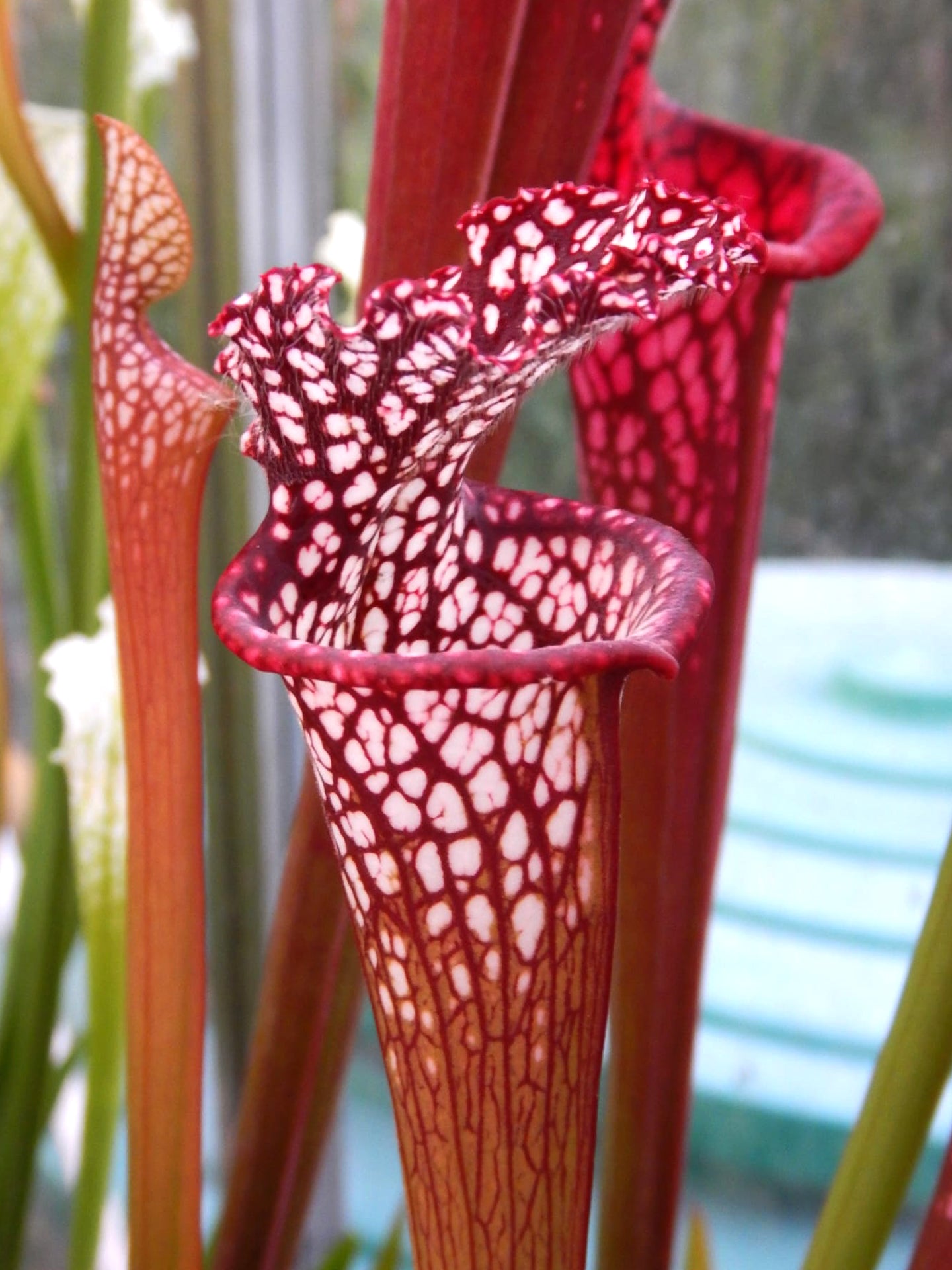 Sarracenia leucophylla  L130 MK OHG Red
