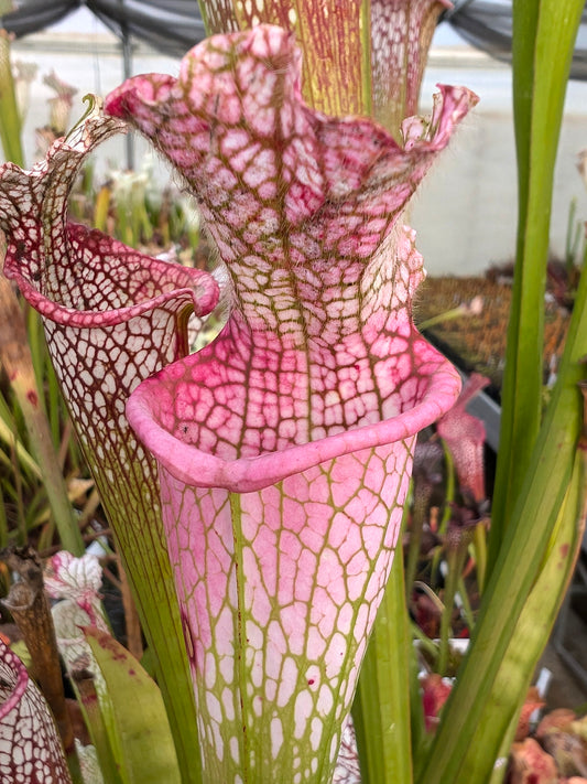 ASTA 10 : Sarracenia leucophylla “Ruby Joyce” x var.alba (No. 5) L131 MK  L-XL Size