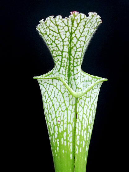 Sarracenia leucophylla L13 MK Perdido, AL