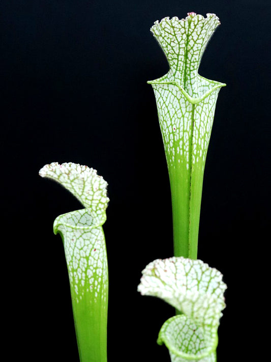 Sarracenia leucophylla L13 MK Perdido, AL