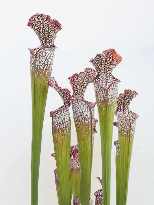 Sarracenia leucophylla lila &amp; weiß „Giant“ L19 MK