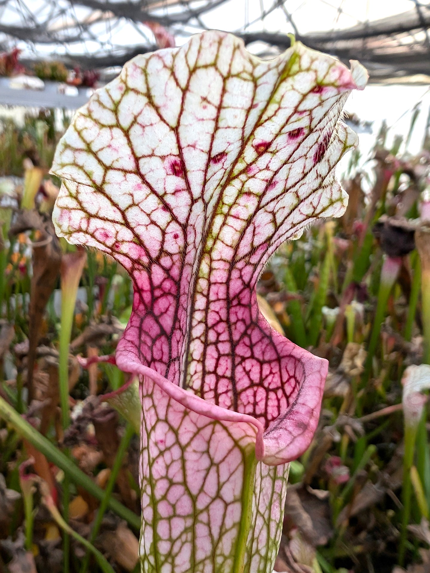 L19 GC Sarracenia leucophylla