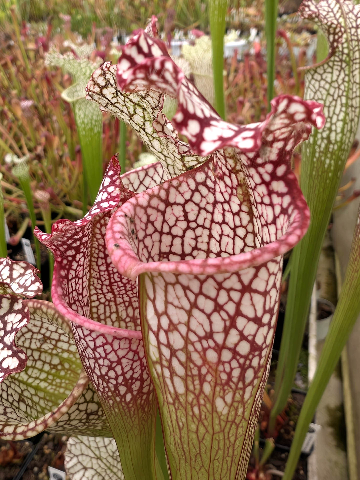 Sarracenia leucophylla  L21C Srba