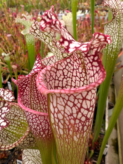 Sarracenia leucophylla  L21C Srba