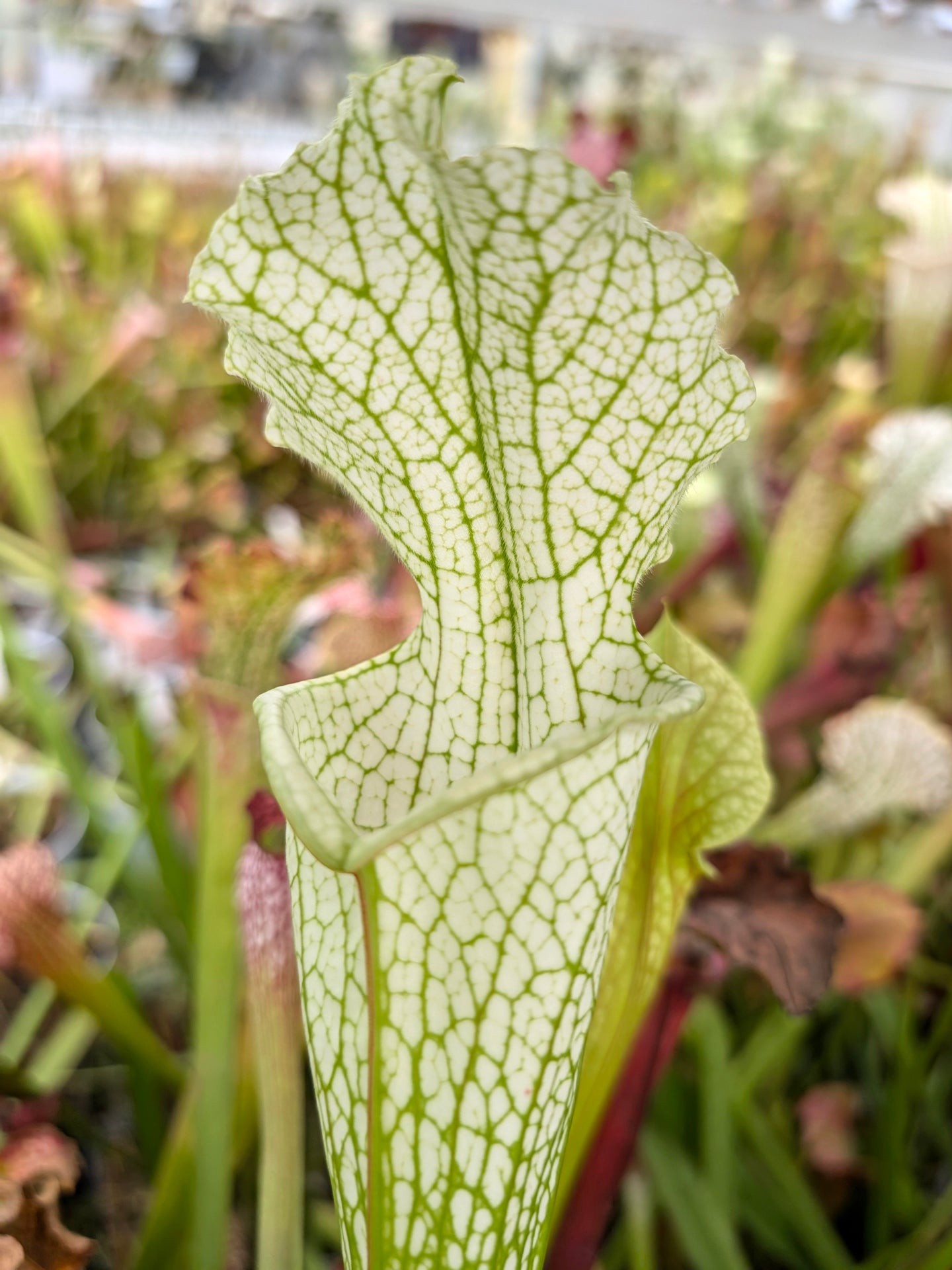 Sarracenia leucophylla Citronelle AL. L2 MK