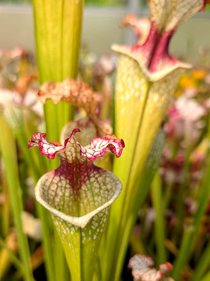 Sarracenia moorei (L2 MK x L18 MK ) x Leah Wilkerson