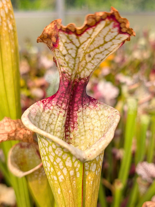 Sarracenia moorei (L2 MK x L18 MK ) x Leah Wilkerson