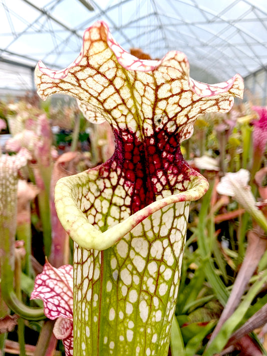 Sarracenia moorei (L2 MK x L18 MK ) x Leah Wilkerson