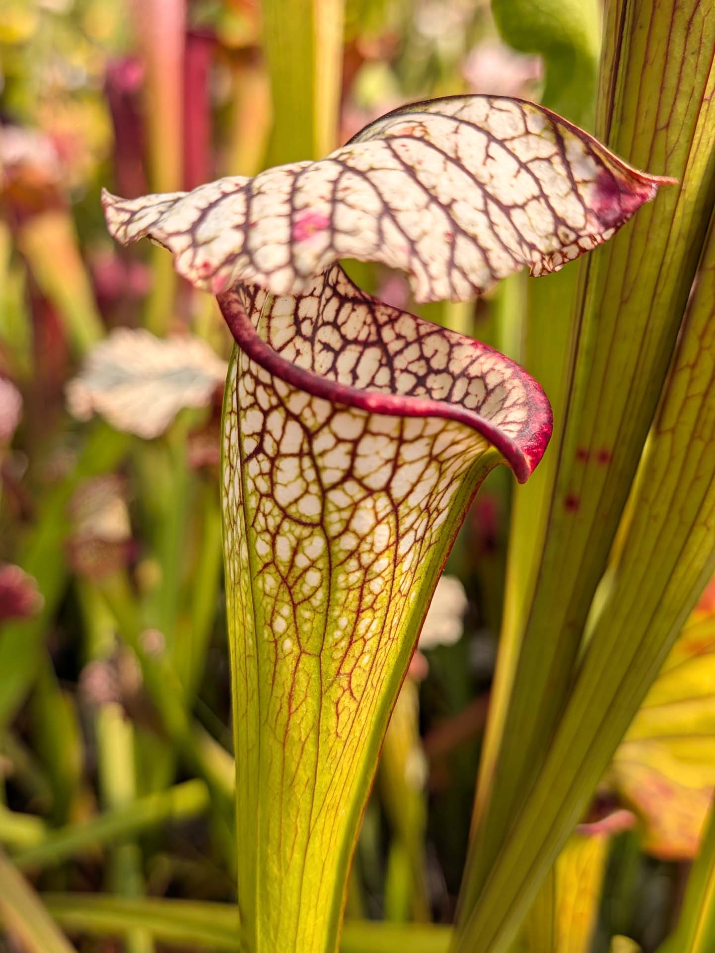 Sarracenia L30A Srba x Aporais