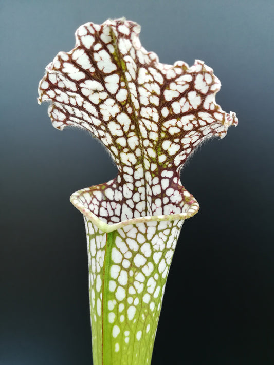 Sarracenia leucophylla  L30 MK Red and White, Viv Topham