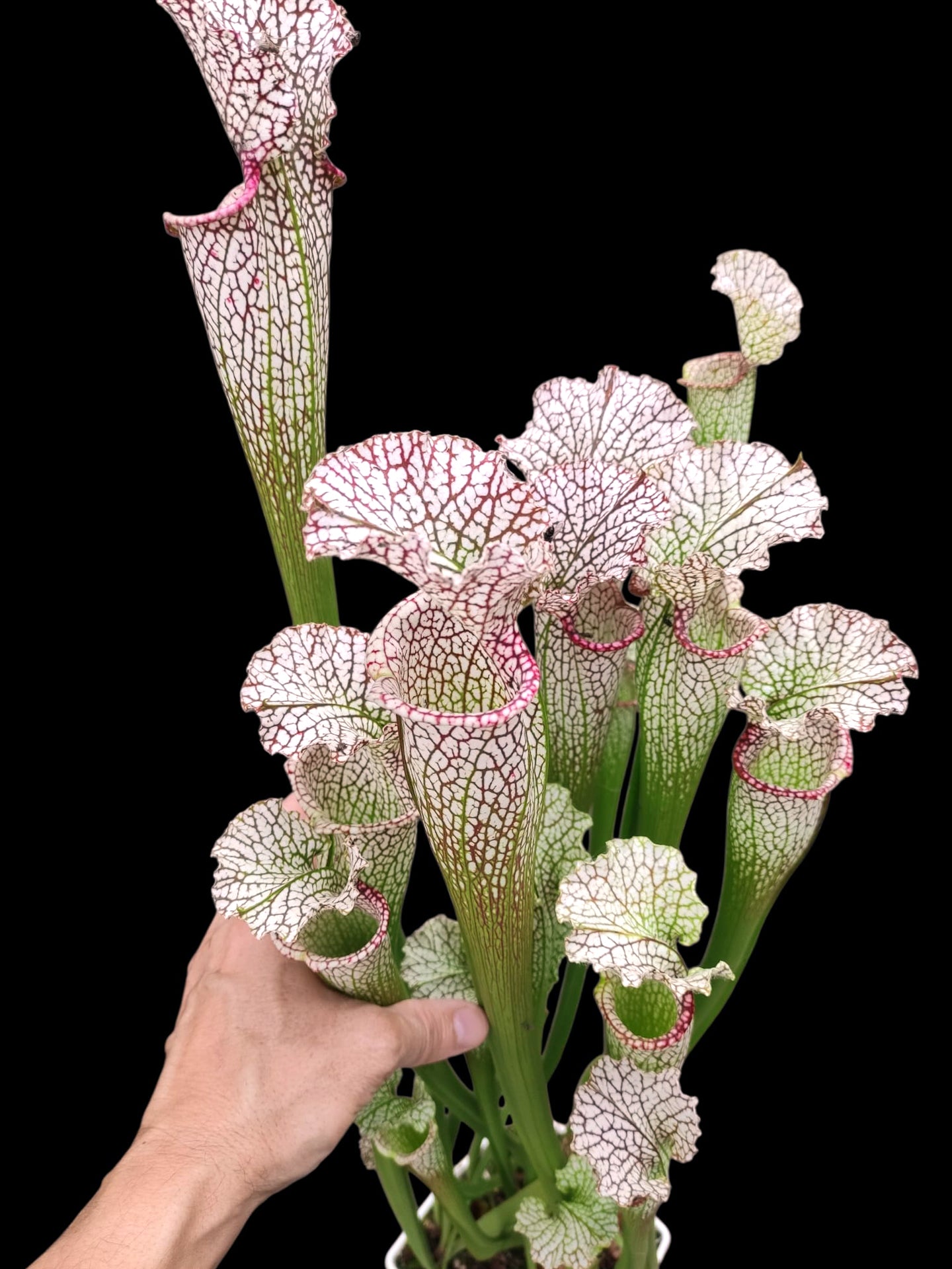 Sarracenia leucophylla "Giant" L30A Srba
