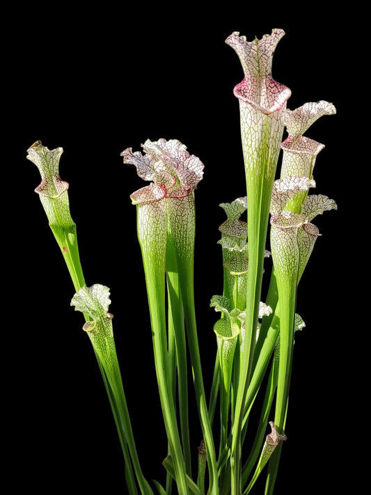 Sarracenia leucophylla "Giant" L30A Srba