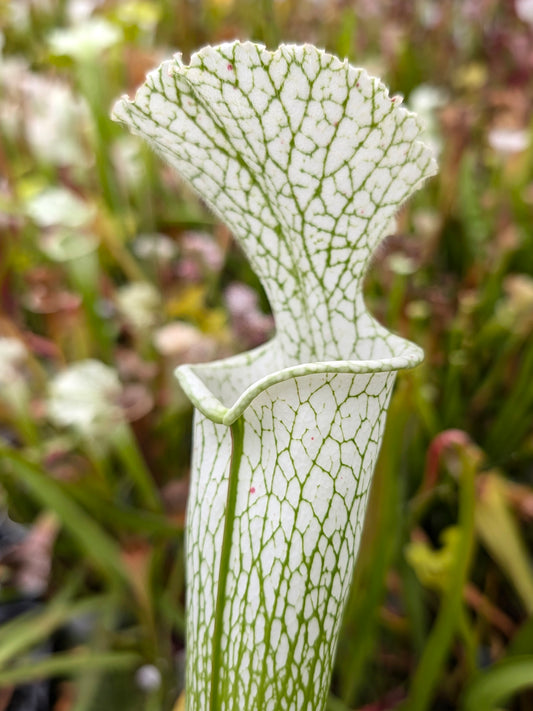 Sarracenia leucophylla  L32C MrS