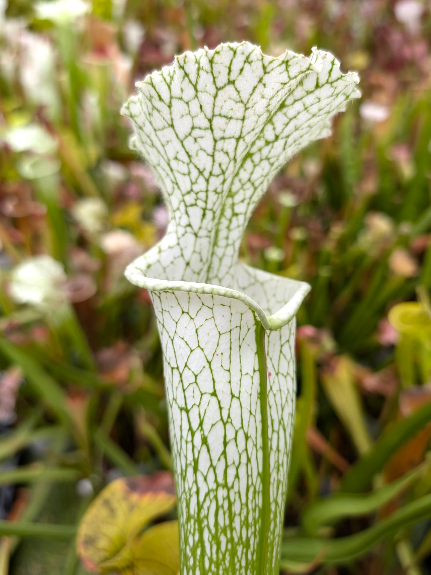Sarracenia leucophylla  L32C MrS