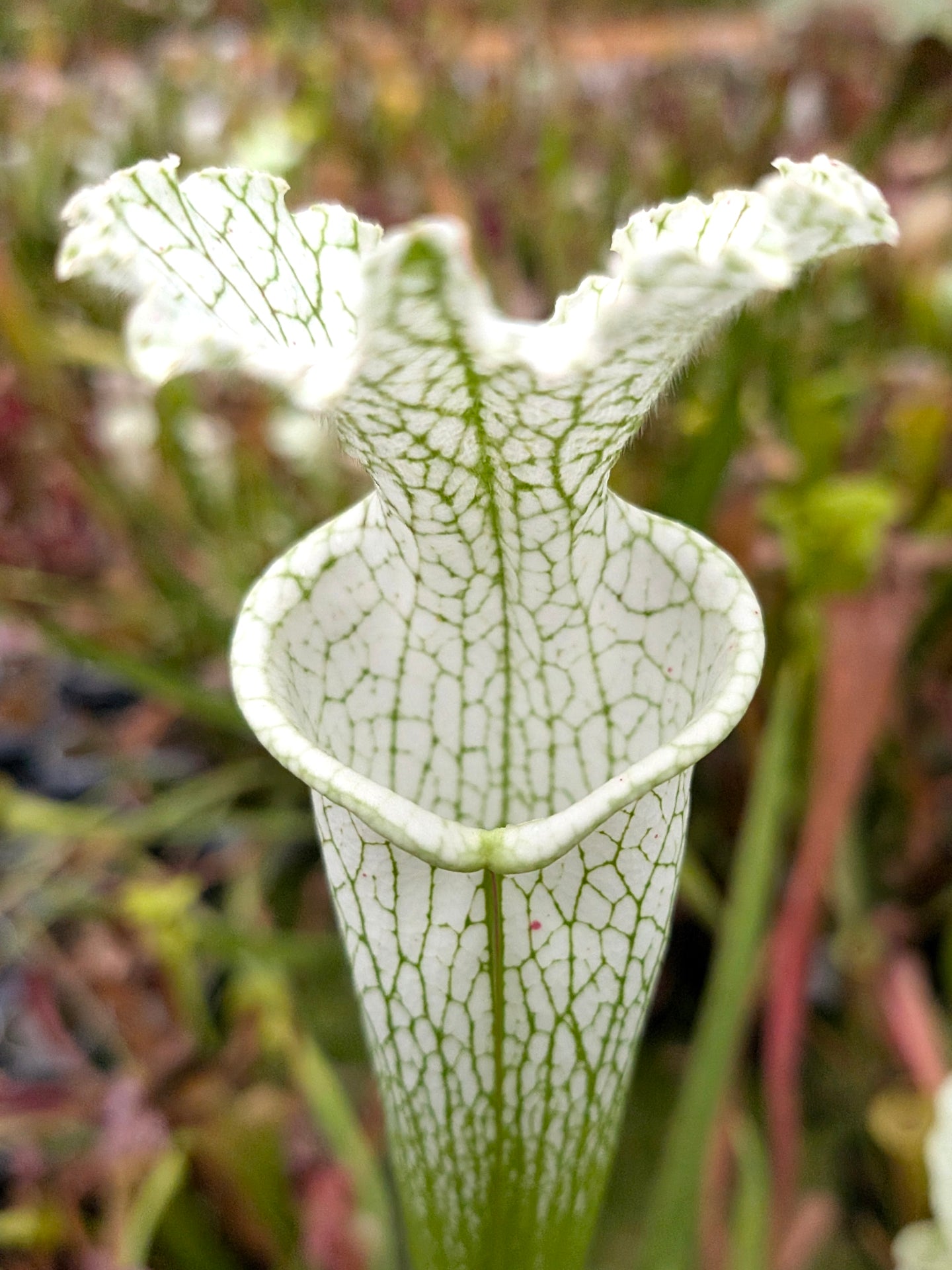 Sarracenia leucophylla  L32C MrS