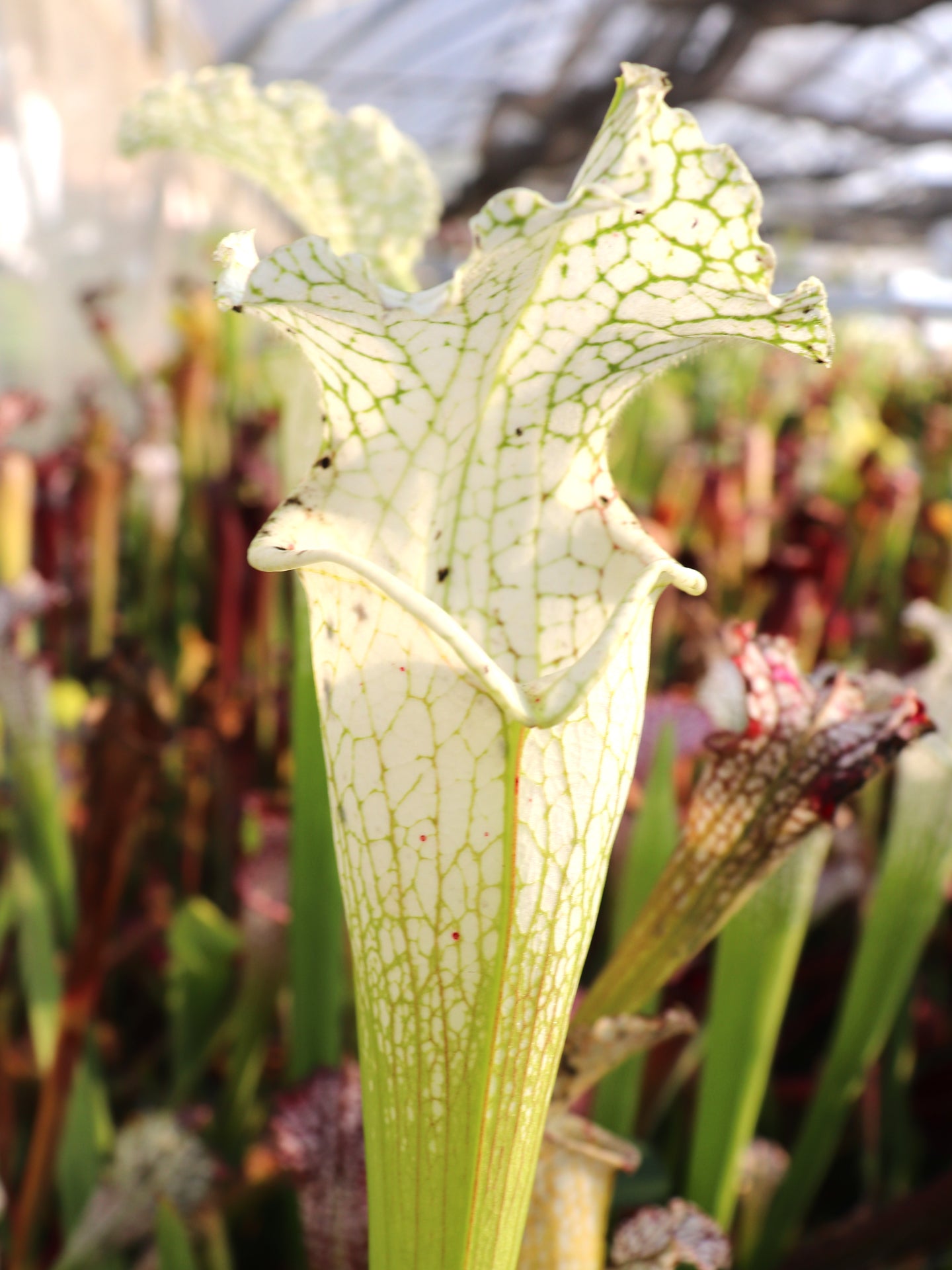 Sarracenia leucophylla  L34A  MrS