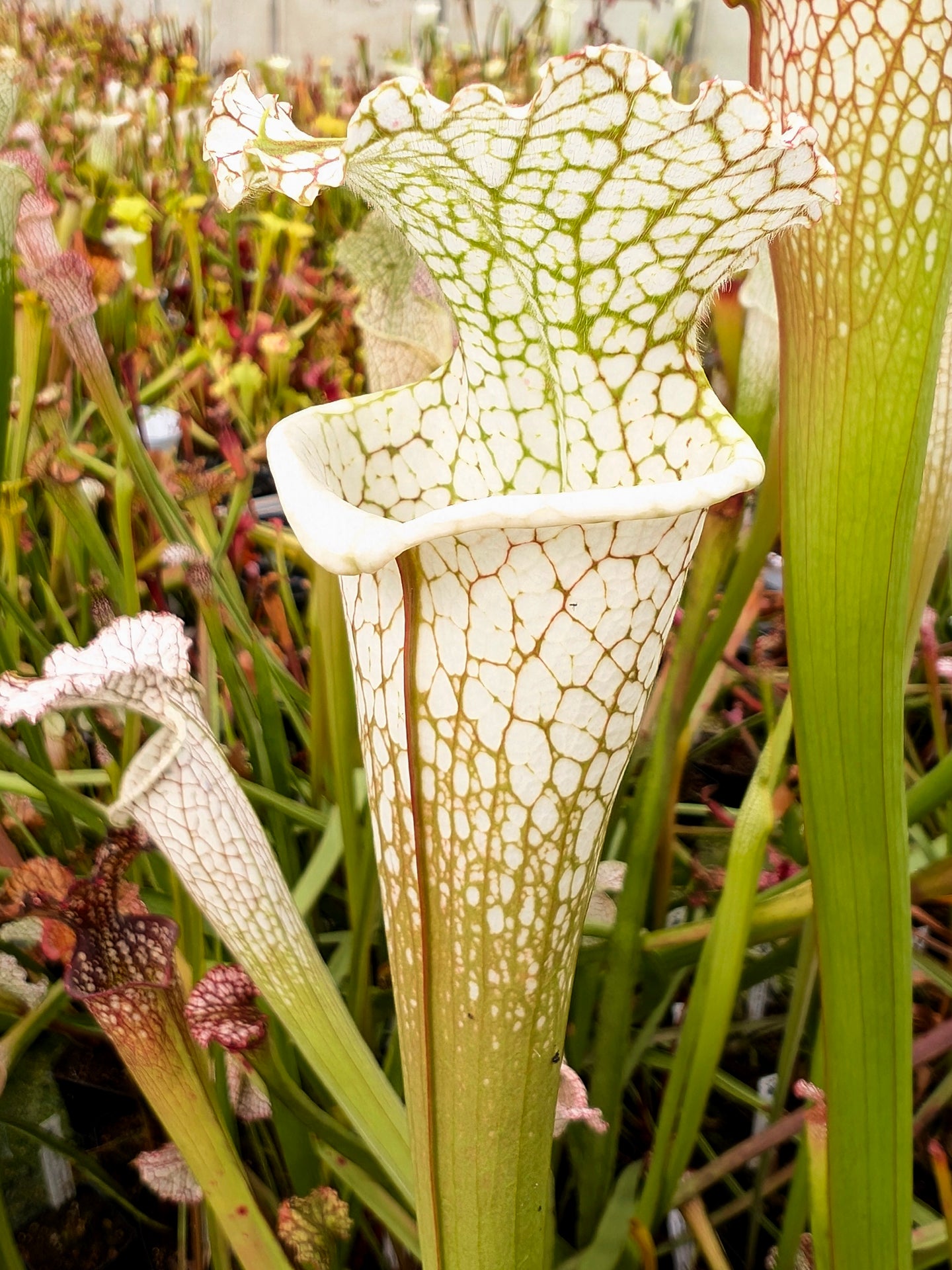 Sarracenia leucophylla  L34 MK White top, Fine Red Veins
