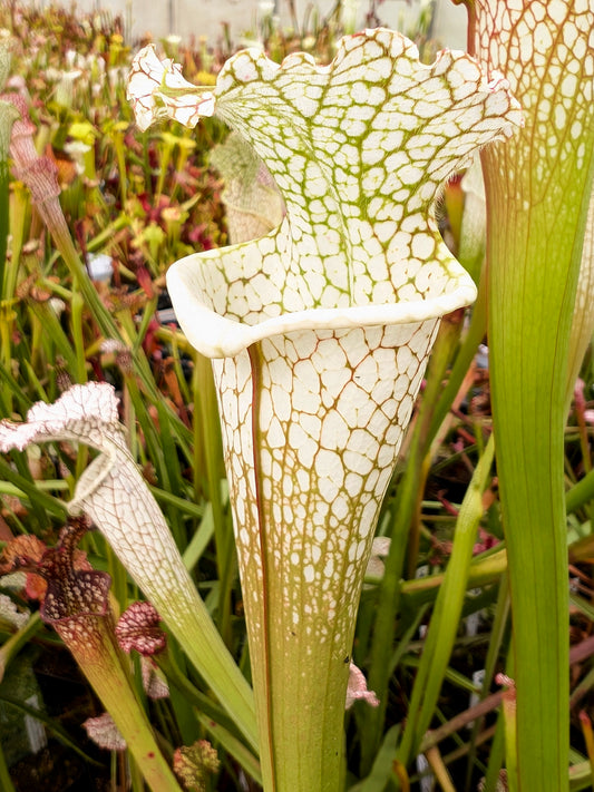Sarracenia leucophylla  L34 MK White top, Fine Red Veins