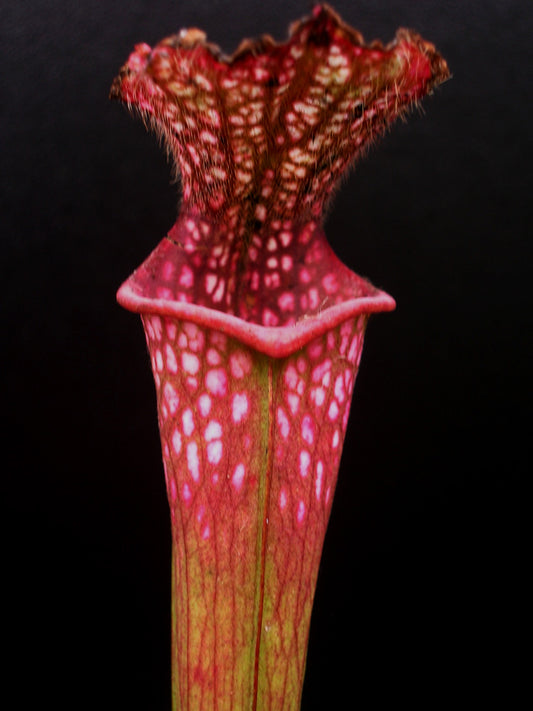 Sarracenia leucophylla L48 B MK „Hot pink Selections 2“ Botanique