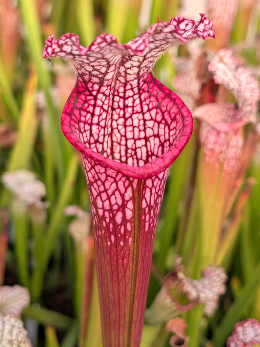 Sarracenia leucophylla L48 B MK "Hot pink Selections 2" Botanique
