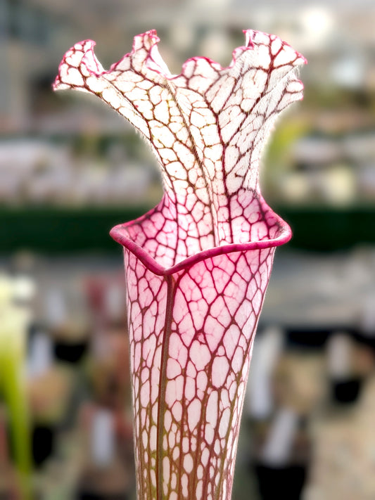 Sarracenia leucophylla L49 B MK Red/pink tube, Perdido, AL.