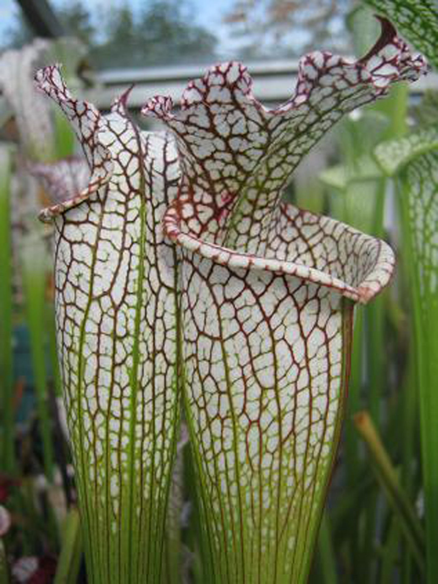 Sarracenia leucophylla „Große Form“ L54 MK