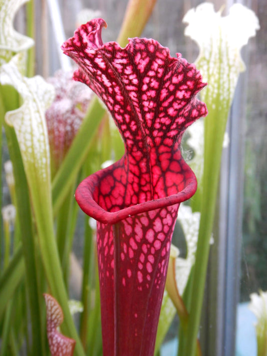 Sarracenia leucophylla "Total Red" L57 MK x L18 MK