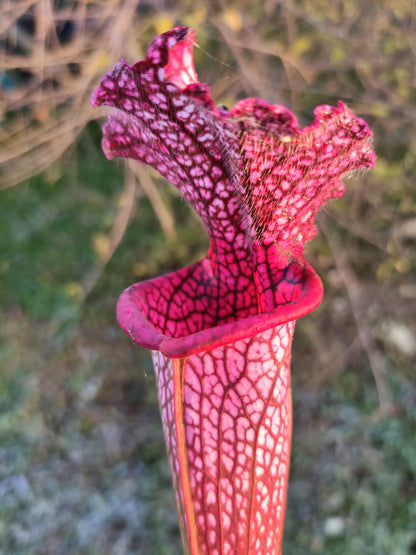 Sarracenia leucophylla "Total Red" L57 MK x L18 MK