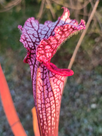 Sarracenia leucophylla "Total Red" L57 MK x L18 MK