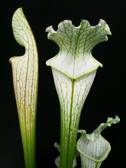 Sarracenia leucophylla L69 MK Yellow flowered form, Citronelle, AL.W