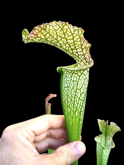 Sarracenia leucophylla  L6 MK Very large autumn pitcher, Perdido, AL.