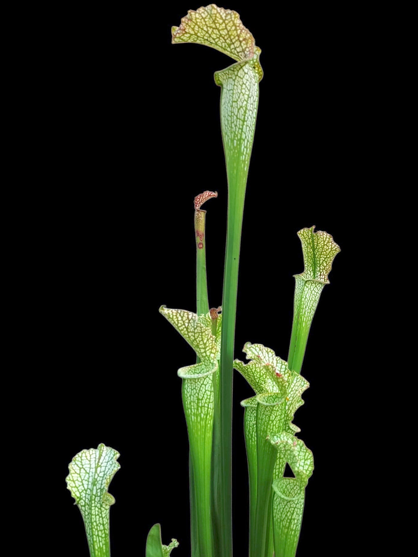 Sarracenia leucophylla  L6 MK Very large autumn pitcher, Perdido, AL.