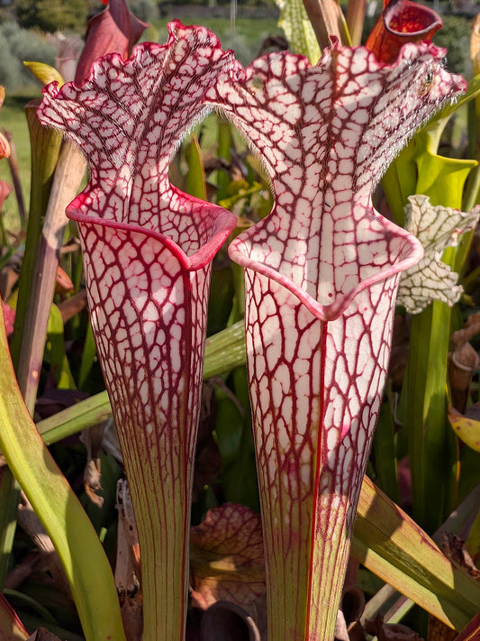Sarracenia leucophylla "Pubescent form" L71 MK