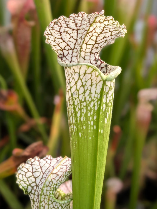 Sarracenia leucophylla L95 MK Gulf Breeze
