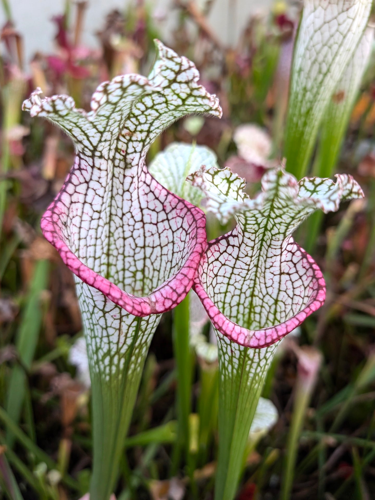 L9 GC Sarracenia leucophylla "Pink Lip"