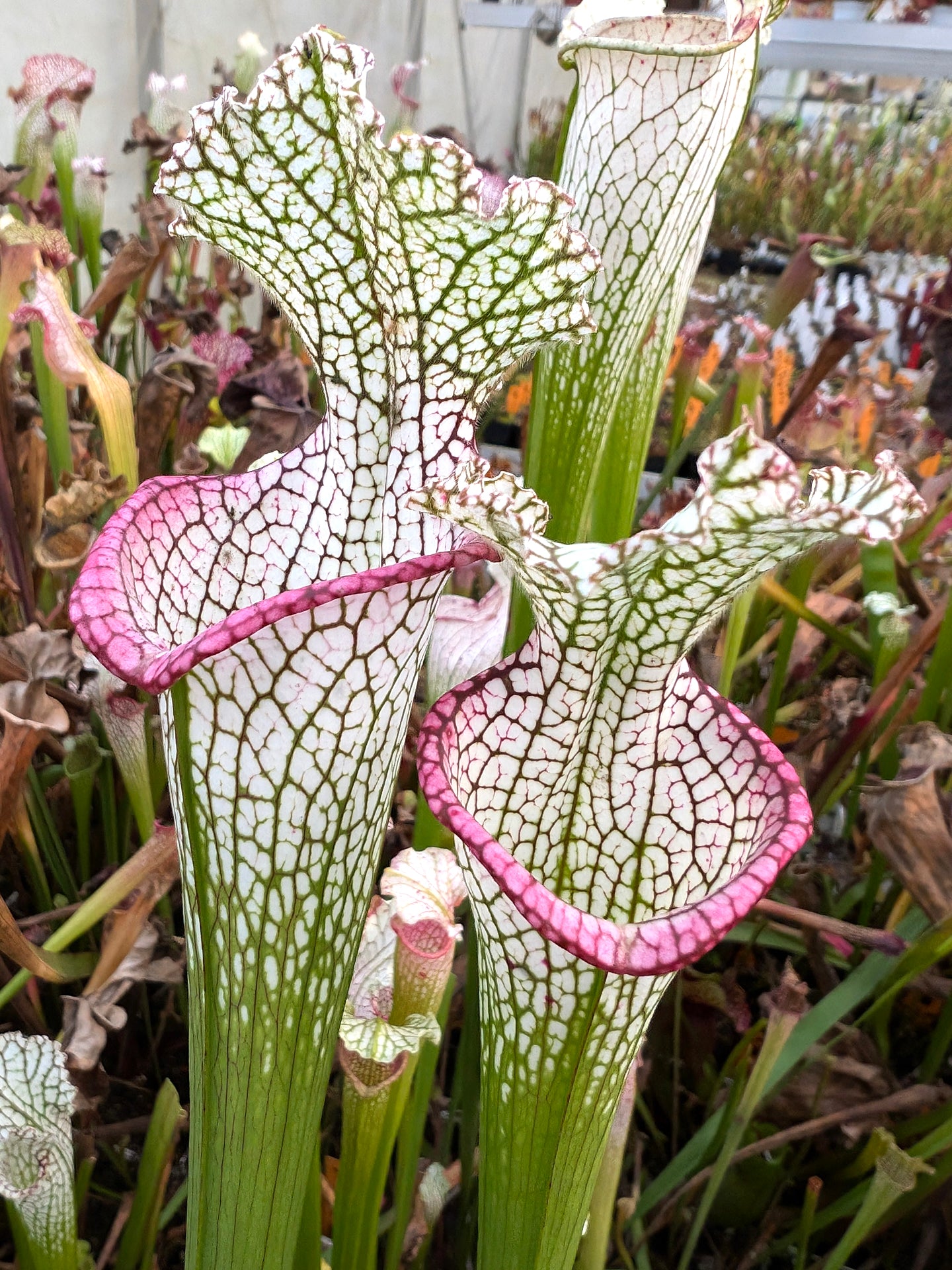 L9 GC Sarracenia leucophylla "Pink Lip"