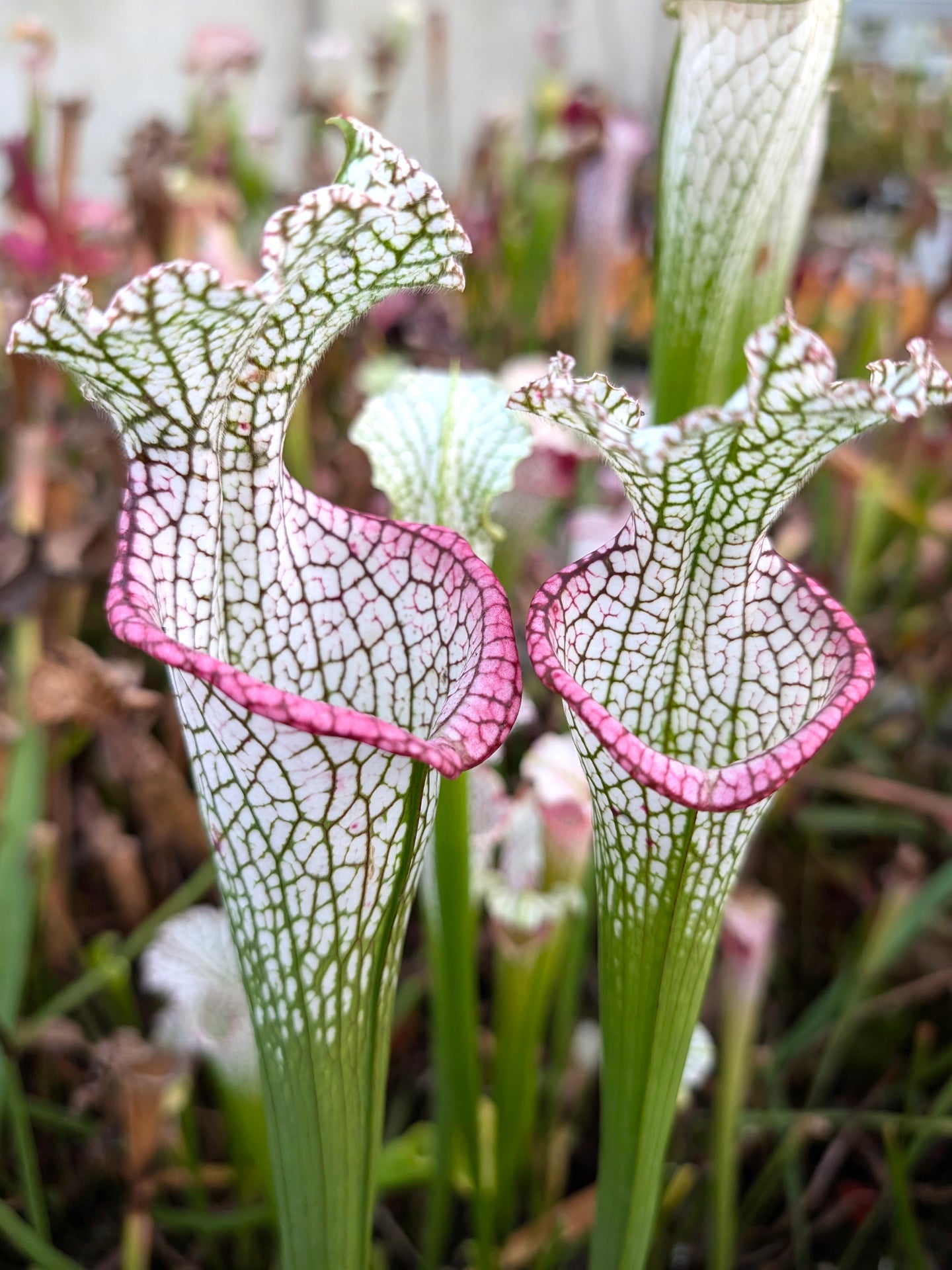 L9 GC Sarracenia leucophylla "Pink Lip"