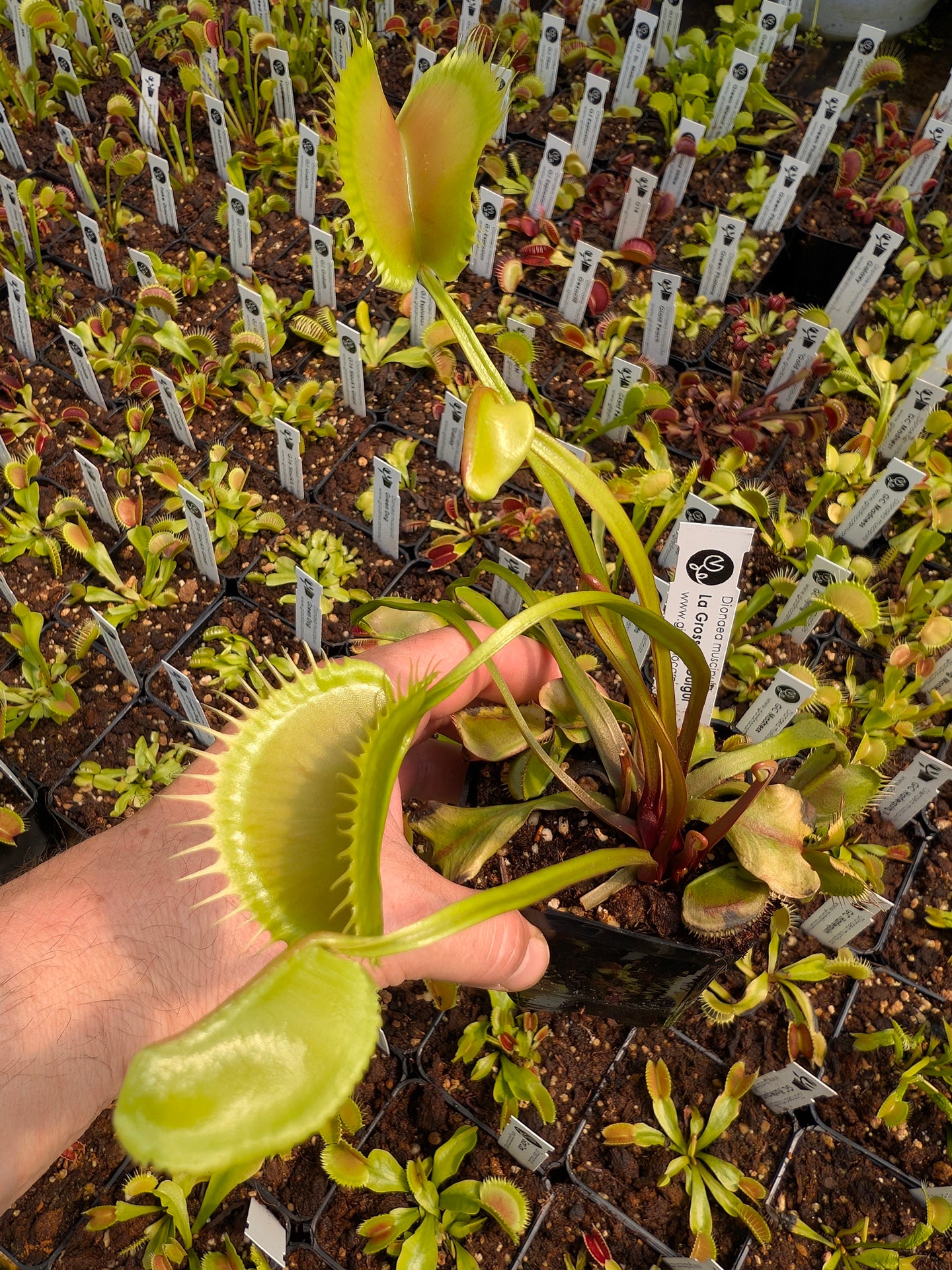 Dionaea muscipula  La grosse à guigui