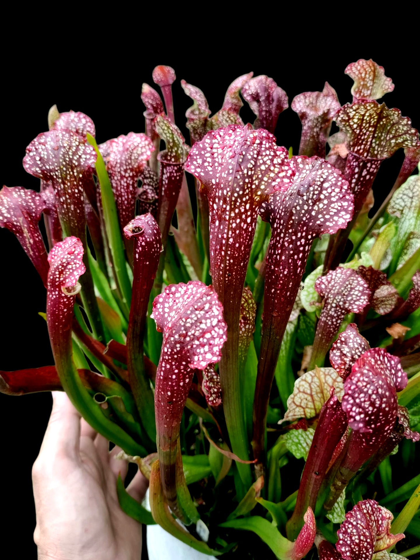 Sarracenia 'Ladies in waiting'
