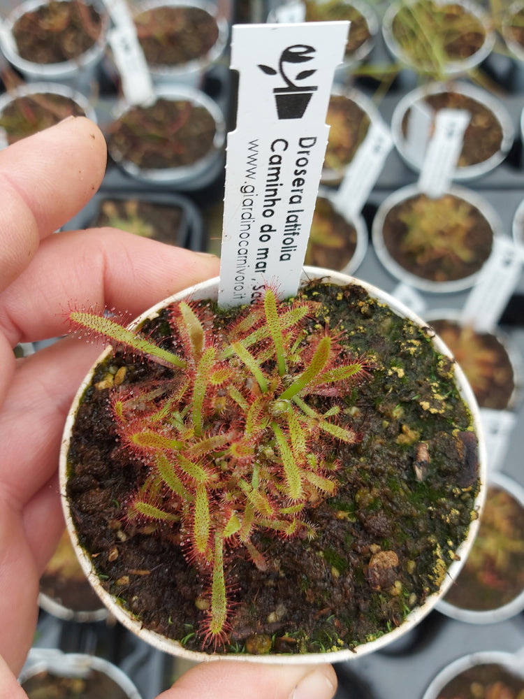 Drosera latifolia  Caminho do Mar, Sao Paulo, Brazil