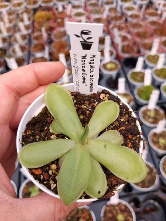 Pinguicula laueana "narrow flower"