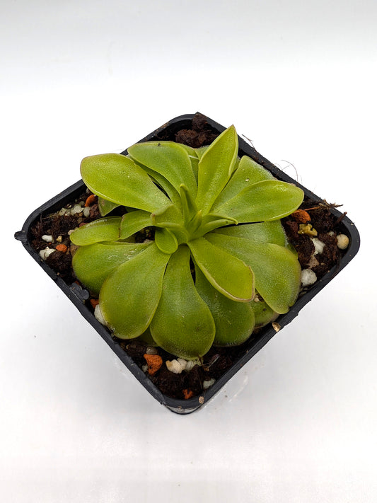 Pinguicula laueana „Orangenblätter und violetter Tentakel“