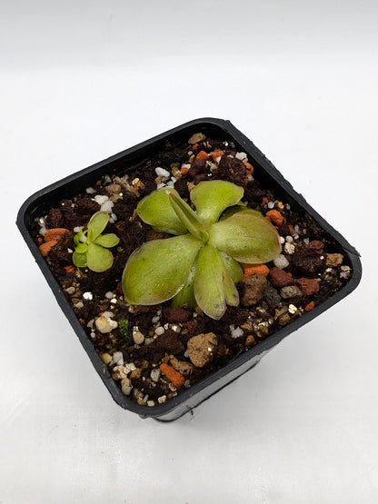 Pinguicula laueana „Gelb/Orange Blume“