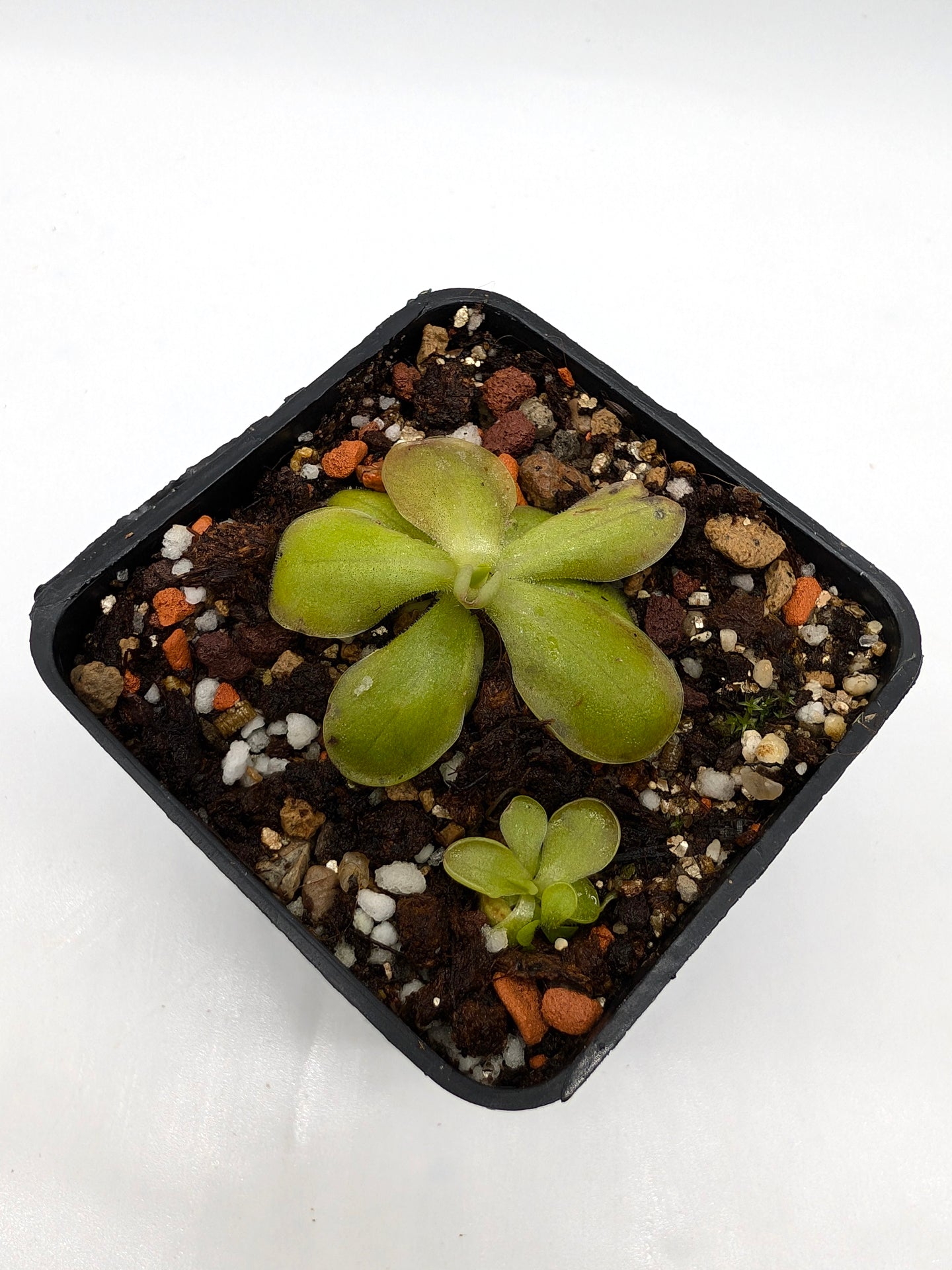 Pinguicula laueana „Gelb/Orange Blume“