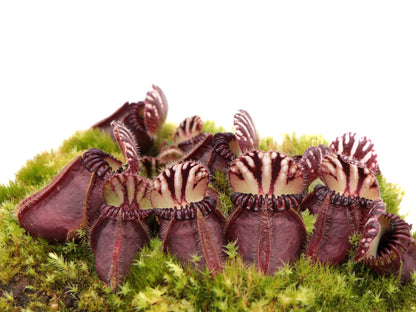 Cephalotus follicularis  Ledge Bay "Squat Form"  Allen Lowrie