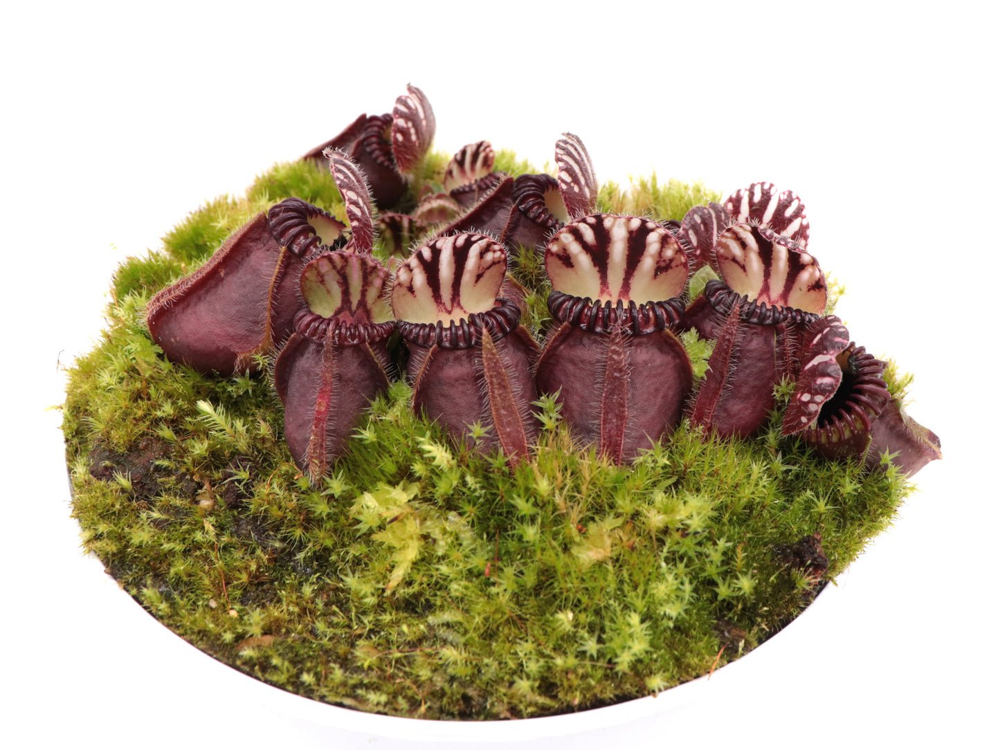 Cephalotus follicularis  Ledge Bay "Squat Form"  Allen Lowrie
