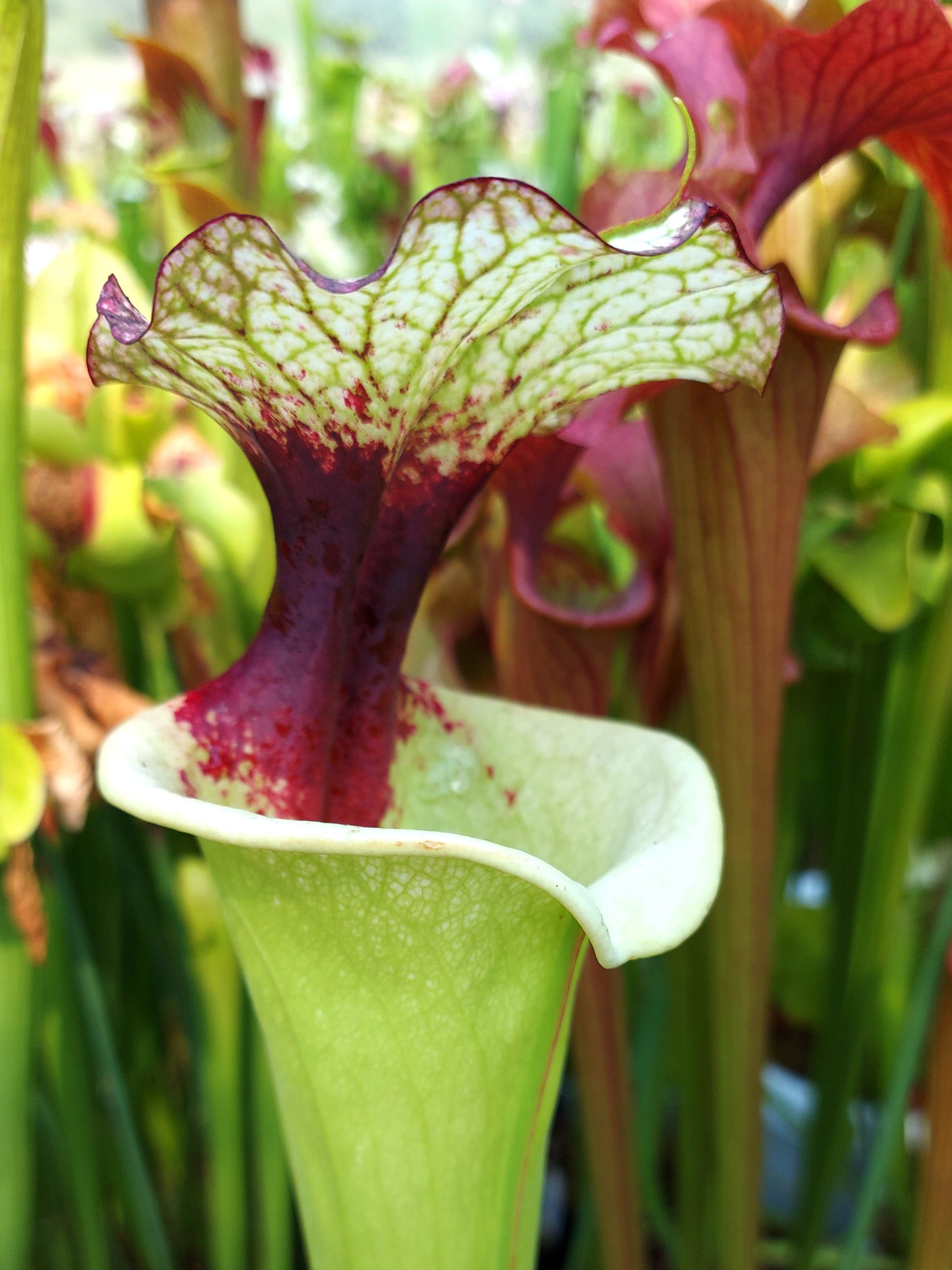 Sarracenia 'Legacy'