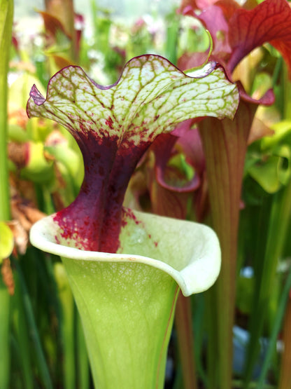 Sarracenia 'Legacy'