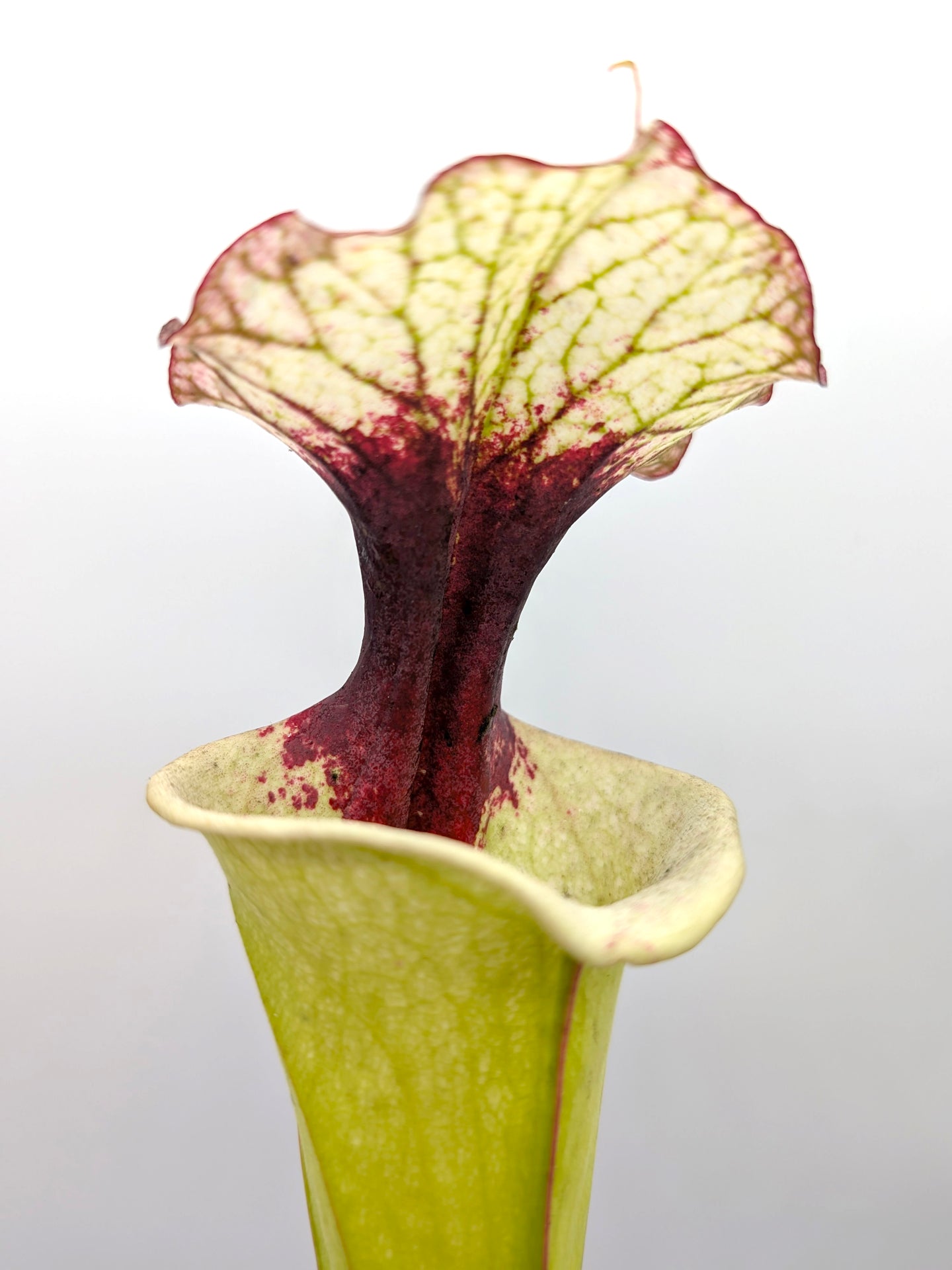 AUKTION 4: Sarracenia 'Legacy'  Groß