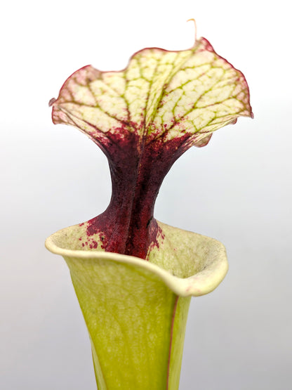 AUKTION 4: Sarracenia 'Legacy'  Groß